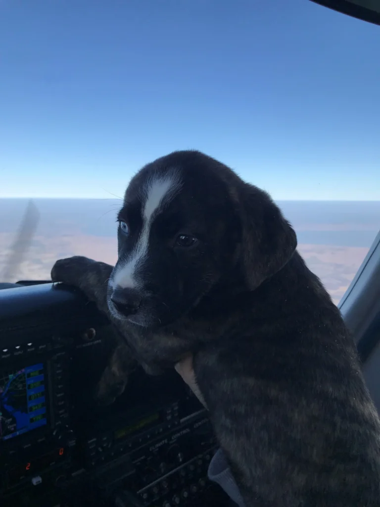 dog inside a plane