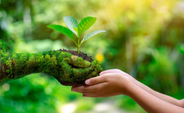 Two hands holding a plant