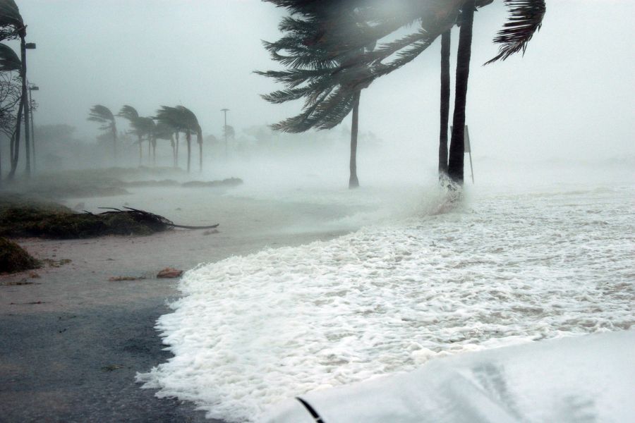 Palm trees and flooding.