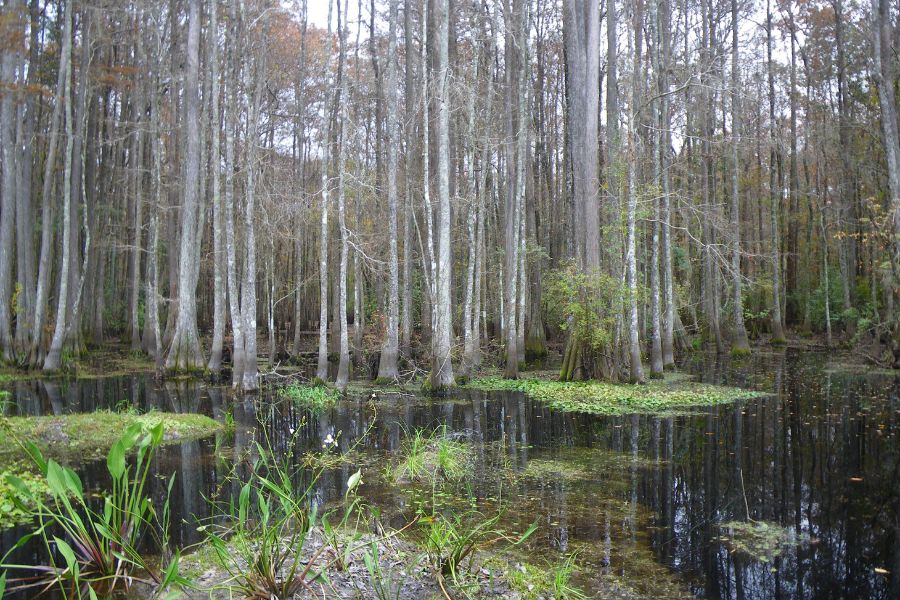 Photo of wetland area.