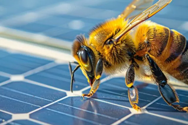 Bee on solar panel, highlighting renewable energy and biodiversity connection